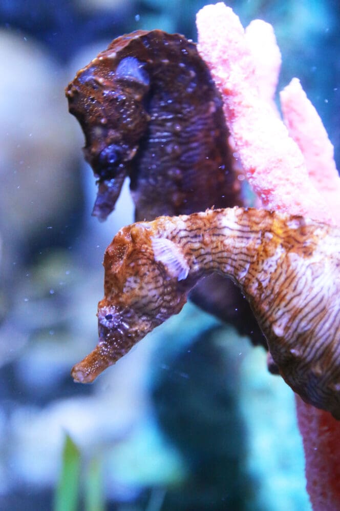Seahorse at aquarium in Denver