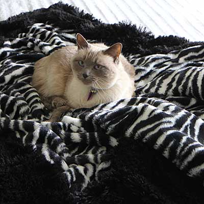 cuddle-blankets